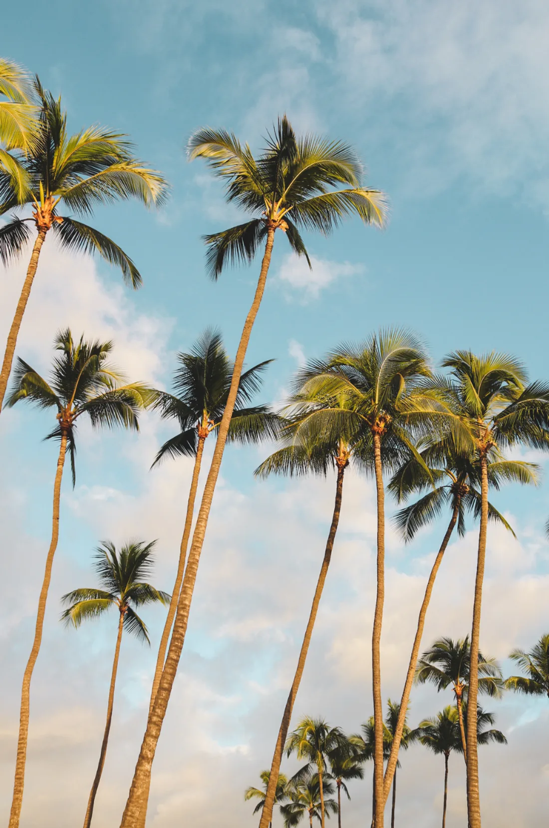 Palm trees against a soft pink and blue sky
