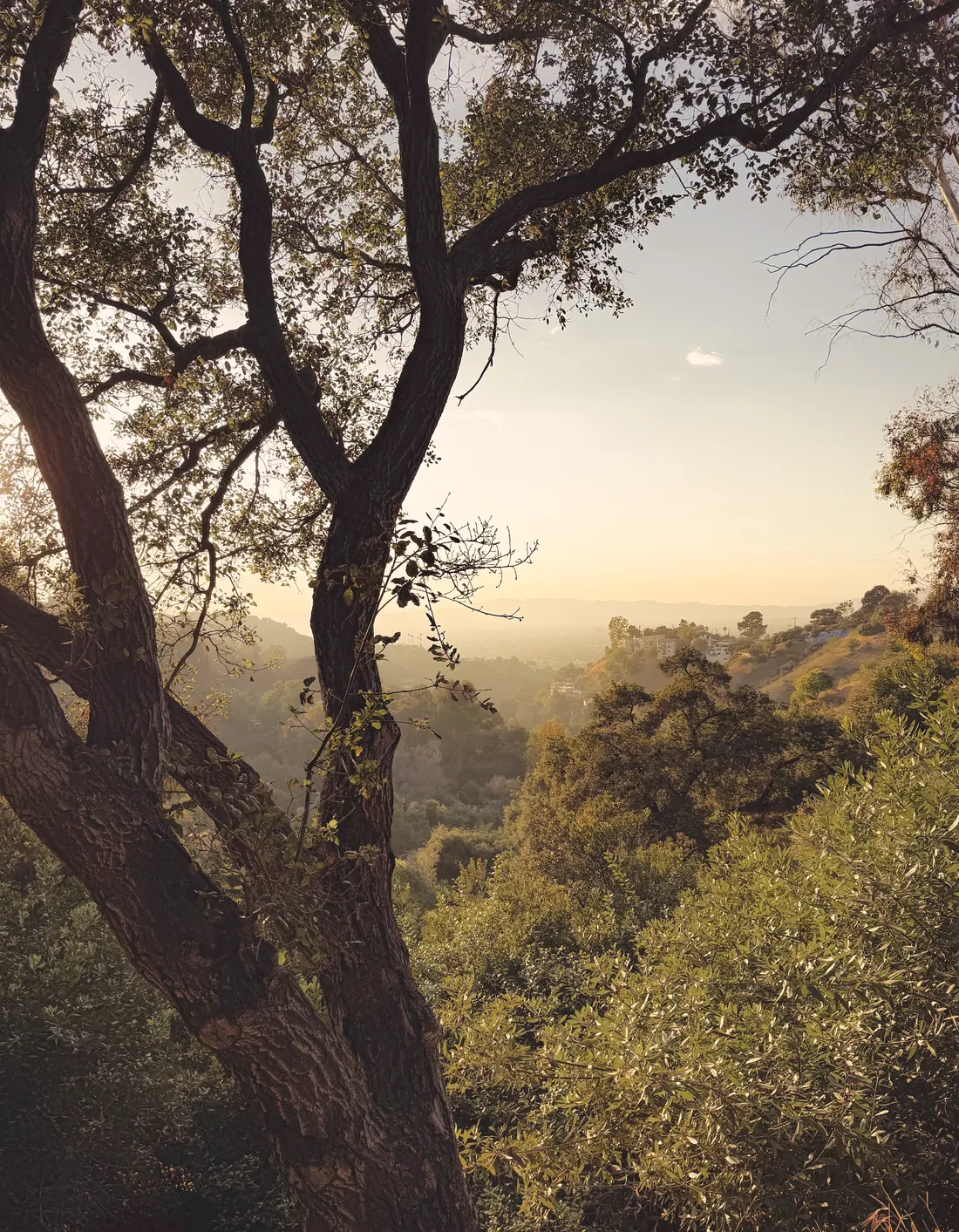 An oak on a hillside at golden hour
