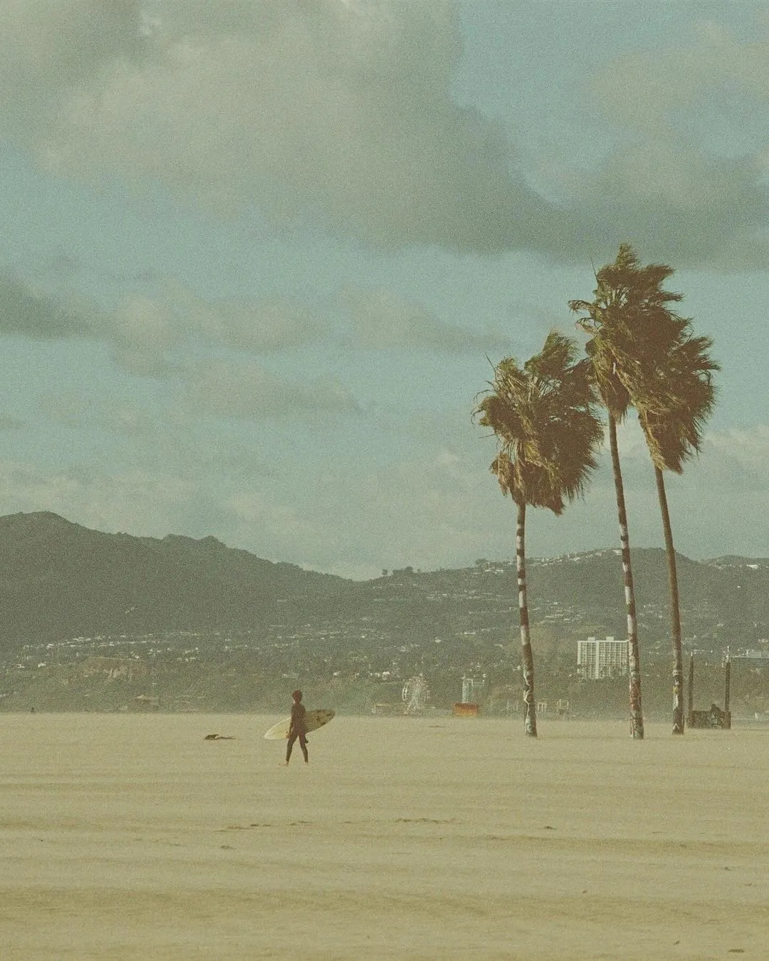Palm trees on a hazy beach
